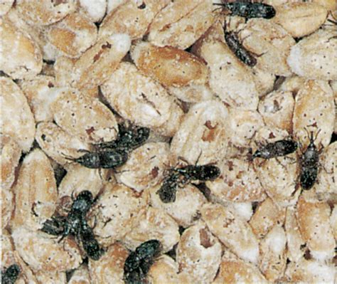 The grain weevil lays eggs in your cereal