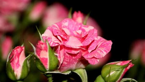 The Growing Season for Roses | Garden Guides