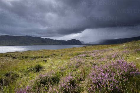 United Kingdom, Scotland, Highlands, Loch Eriboll, heath - ELF001336 - Markus Keller/Westend61