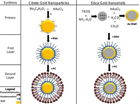 Biotemplated Synthesis Of Gold Nanoparticle Bacteria Cellulose | My XXX ...