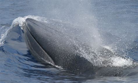 New ѕрeсіeѕ of baleen whale discovered in Gulf of Mexico-and it’s ...