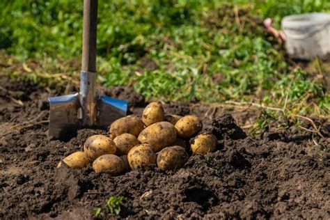 Exploring the Potential of Tuber Crops in Integrated Farming Systems: Maximizing Yields and Profit