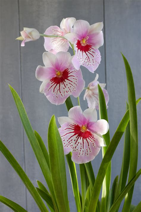 Exotic Orchid Plants | Lexington, KY | Michler's Florist