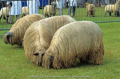 Wensleydale Sheep stock photo - Minden Pictures