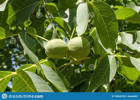 Walnut Tree Grows Awaiting Harvest Stock Image - Image of vitamin ...