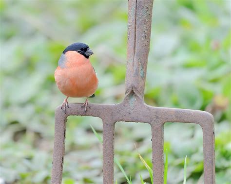 Male Bullfinch On Garden Duties | Fun shot from yesterdays v… | Flickr