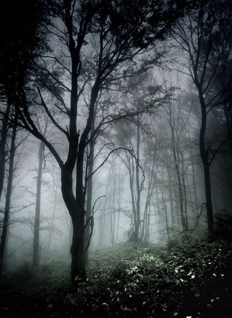 midnight mist. | Dark forest, Nature, Forest