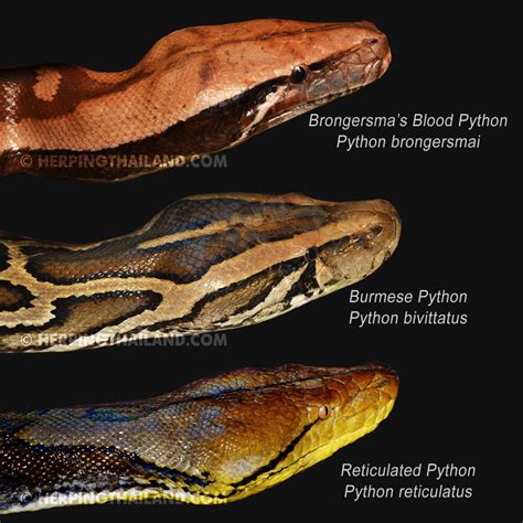 Pythons of Thailand – HerpingThailand.com