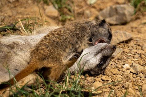 Cute Baby Meerkat Playfully Fighting With A Bigger Meerkat Stock Photo ...