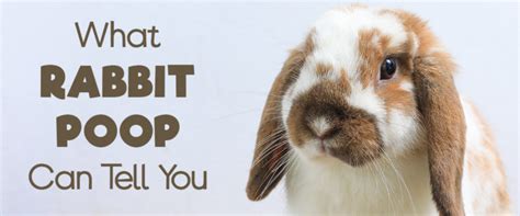 What Rabbit Poop Can Tell You? | Small Pet Select