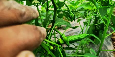 6 Chilli Cultivation Tips for Beginners: Step by Step Guide