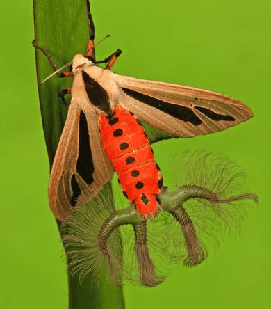 Creatonotos Gangis - The Moth with 4 Hairy Tentacles - Odd Facts