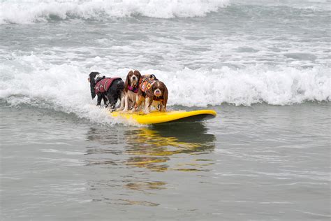 Dog Surfing Competition San Diego | Helen Woodward Animal Center