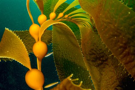 Giant kelp | Animals | Monterey Bay Aquarium