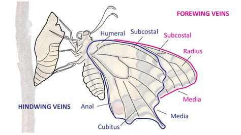 All About Lepidopterans!