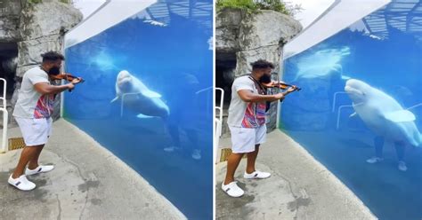 Violinist Holds Private Concert for Two Beluga Whales And They Love It | FaithPot