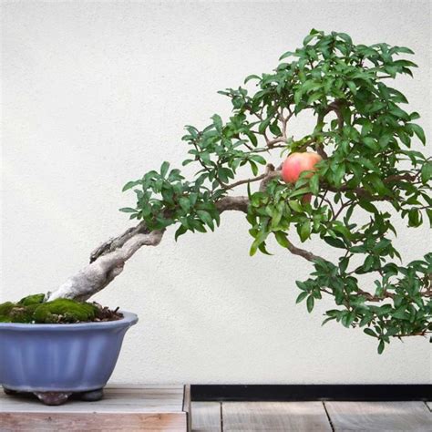 Pomegranate Bonsai Grower’s Guide | Bonsai Resource Center