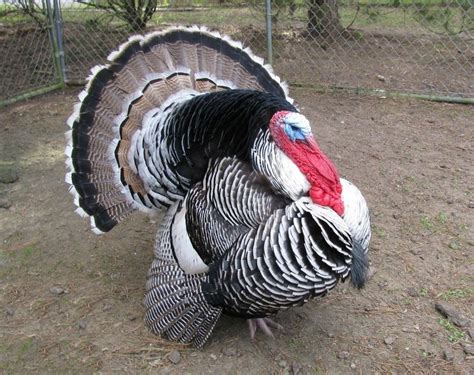 Narragansett Turkey tom | Back to Album | Narragansett turkey, Turkey ...