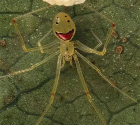 Don't worry ...be happy!!! Enjoy the happy face spider from the Hawaiian Islands. : aww