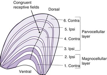 The Lateral Geniculate Nucleus | Ento Key