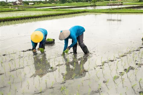 Planting rice editorial photo. Image of culture, cultivated - 30266521