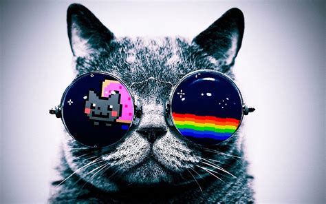 Cat with Glasses Wallpapers - Top Free Cat with Glasses Backgrounds - WallpaperAccess