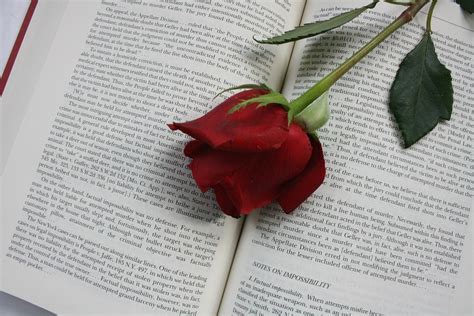 Free photo: Rose, Flower, Book, Red, Words - Free Image on Pixabay - 615260