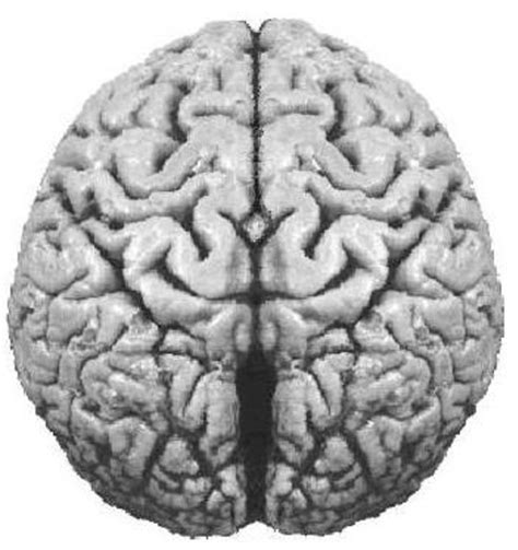 Top view of the human brain showing the longitudinal fissure separating... | Download Scientific ...