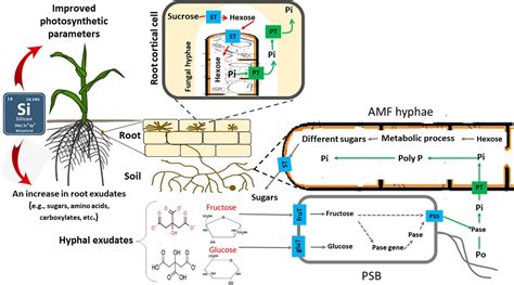 Frontiers | Contribution of Arbuscular Mycorrhizal Fungi, Phosphate–Solubilizing Bacteria, and ...