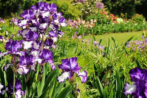 Photographing Oregon: Schreiner's Iris Gardens