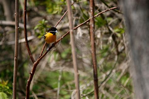 Baltimore Oriole gathering nesting material | Burlington Ontario Birder