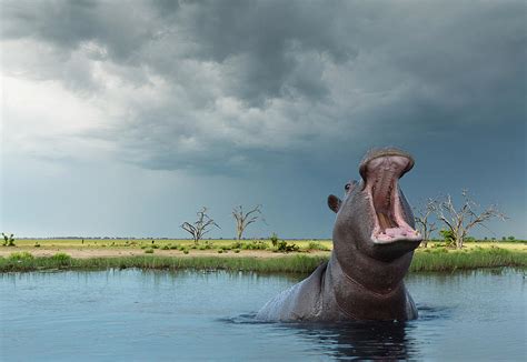 Yawning Hippo Hippoptamus Amphibius by Buena Vista Images