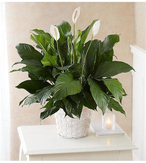 Peace Lily Plant for Sympathy - Jacksonville, FL Florist