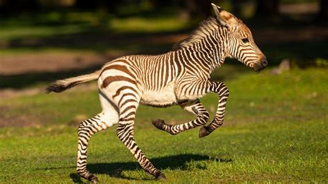 Disney: New Animal Kingdom zebra gets a name