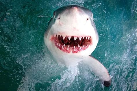 Incredible picture of SMILING great white shark that leaps inches from camera - Mirror Online