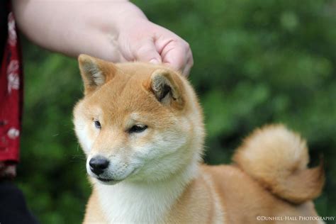 Shiba Inu Female Head Study~ by Imadiv on DeviantArt