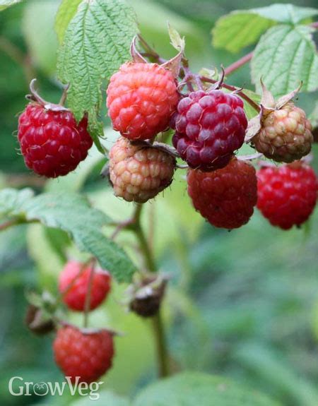 Best Raspberry Plants for Your Garden