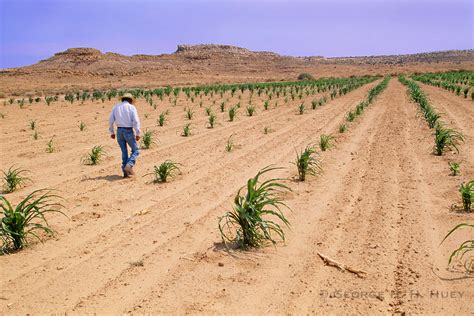 Hopi Indian farmer, dry farming in his cornfield diring summer drought ...