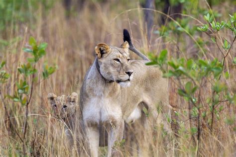 Shot of a South African Lion in the Savanna Stock Image - Image of breeding, background: 234485155