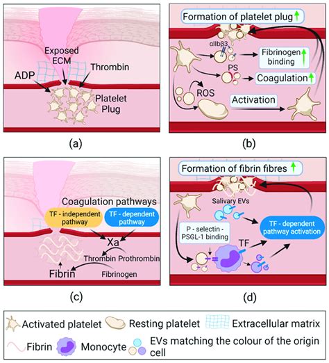 Supposed EV role in hemostasis phase of healthy wound healing ...