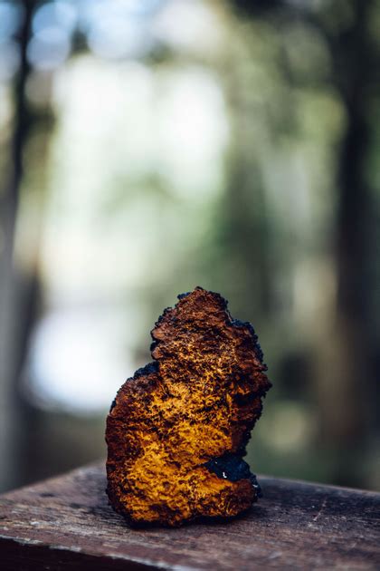 How to Identify Chaga Mushroom vs. Other Tree Mushrooms | Black Magic ...