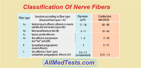 Classification of Nerve Fibers | Nerve fiber, Nerve anatomy, Nerve