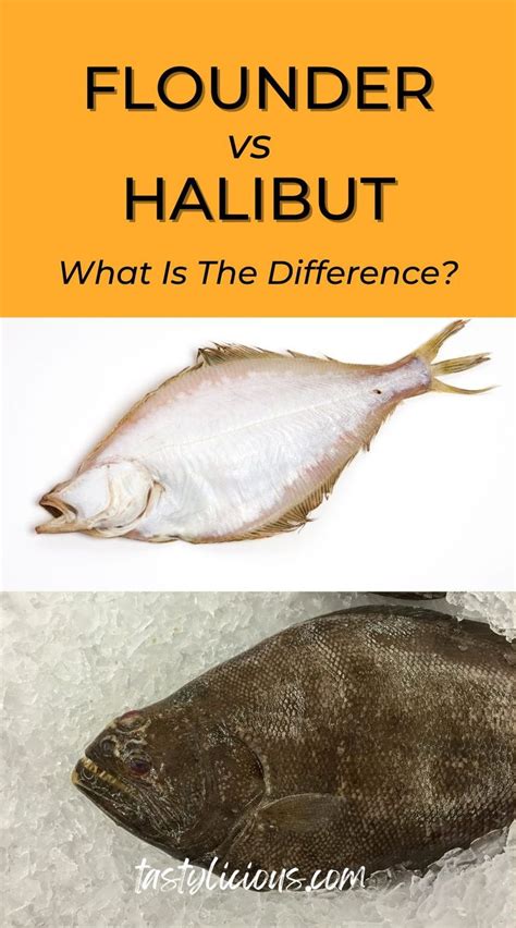 Flounder vs. Halibut: What is the difference? | Tastylicious! | Halibut, Flounder, Halibut fishing