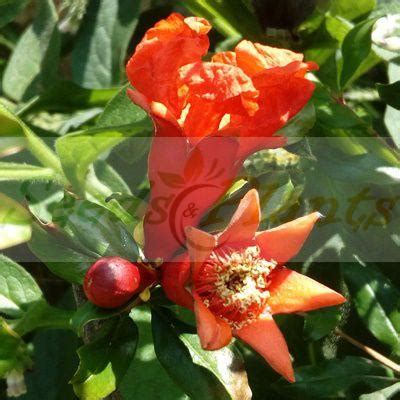 Pomegranate Tree - 5 Seeds(Punica granatum) - Seeds and Plants