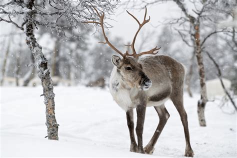 Reindeer standing in snow in winter landscape of Finnish Lapland, Finland - Littlegate Publishing