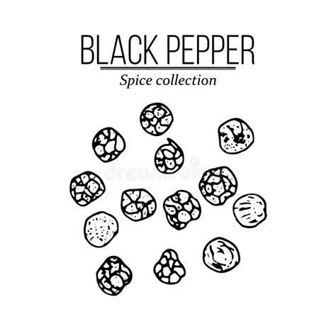 Spice Collection, Black Pepper Hand Drawn Stock Vector - Illustration ...