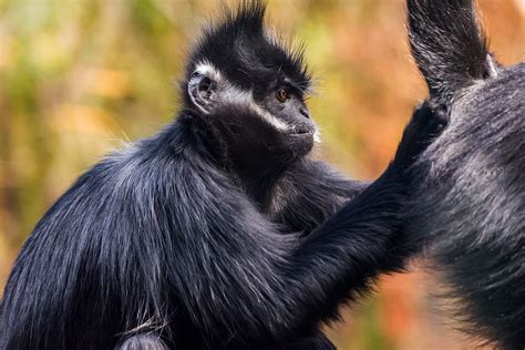 Francois’ Langur - Los Angeles Zoo | GML_6314 | George Landis | Flickr