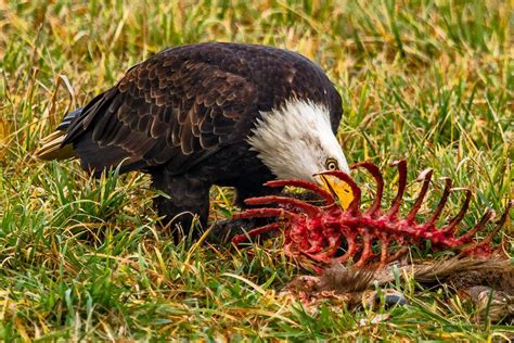 What Do Birds Eat? - Bird Eating Habits & Diets