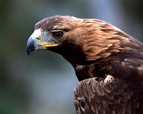 Eagle Symbolism | Eagle Meaning | Spirit Animal Totem Messages