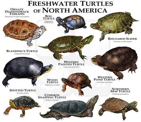 Freshwater Turtles of North America Poster Print - Etsy